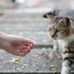 Photo altruistic animal behavior