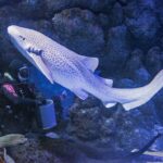 Photo Underwater cities submerged