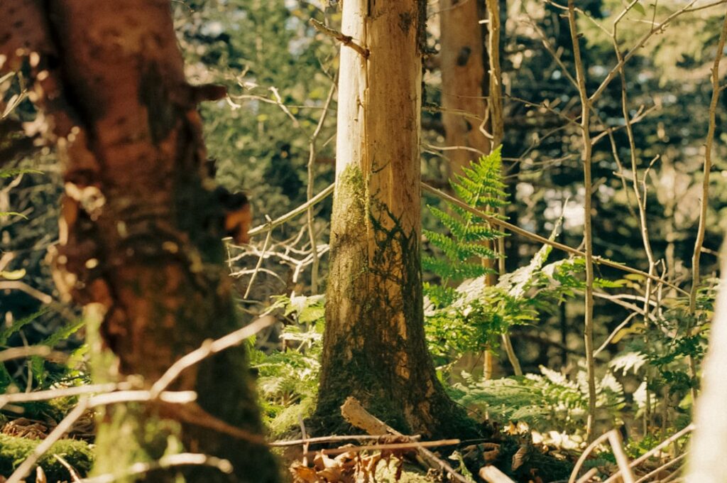 Photo Unsolved natural mysteries