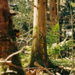 Photo Unsolved natural mysteries